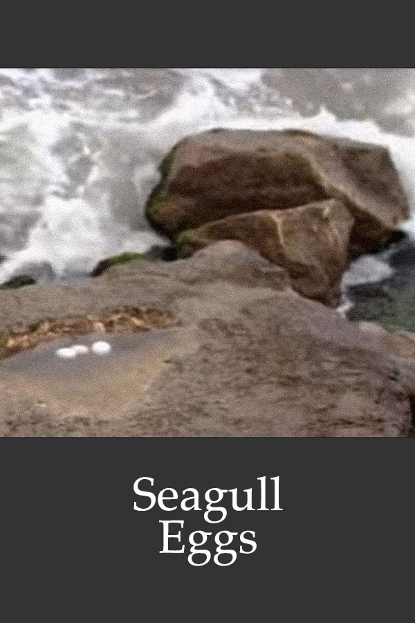 Seagull Eggs